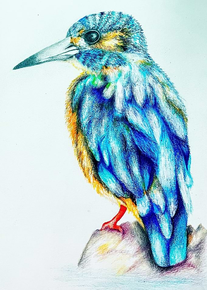 Displate metal poster of Colorful Kingfisher Bird Drawing, a colored-pencil kingfisher in blue and turquoise perched on a rock.