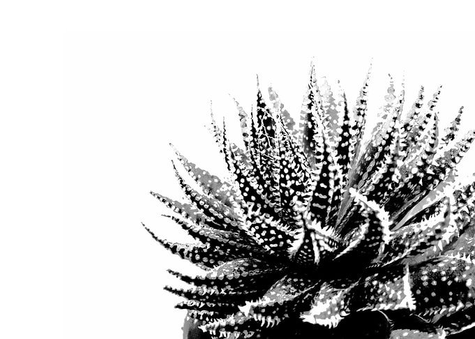Displate metal poster of Cute Plant, a black and white high-contrast close-up of a spiky succulent plant.