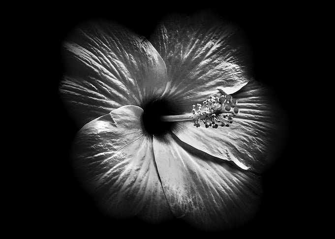 Displate metal poster of Flower, a black and white hibiscus flower glowing against a black background.