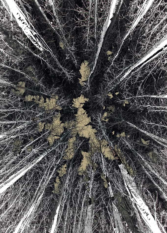 Displate metal poster of Untitled, an upward view of bare tree trunks and branches in high-contrast black, white and tan.